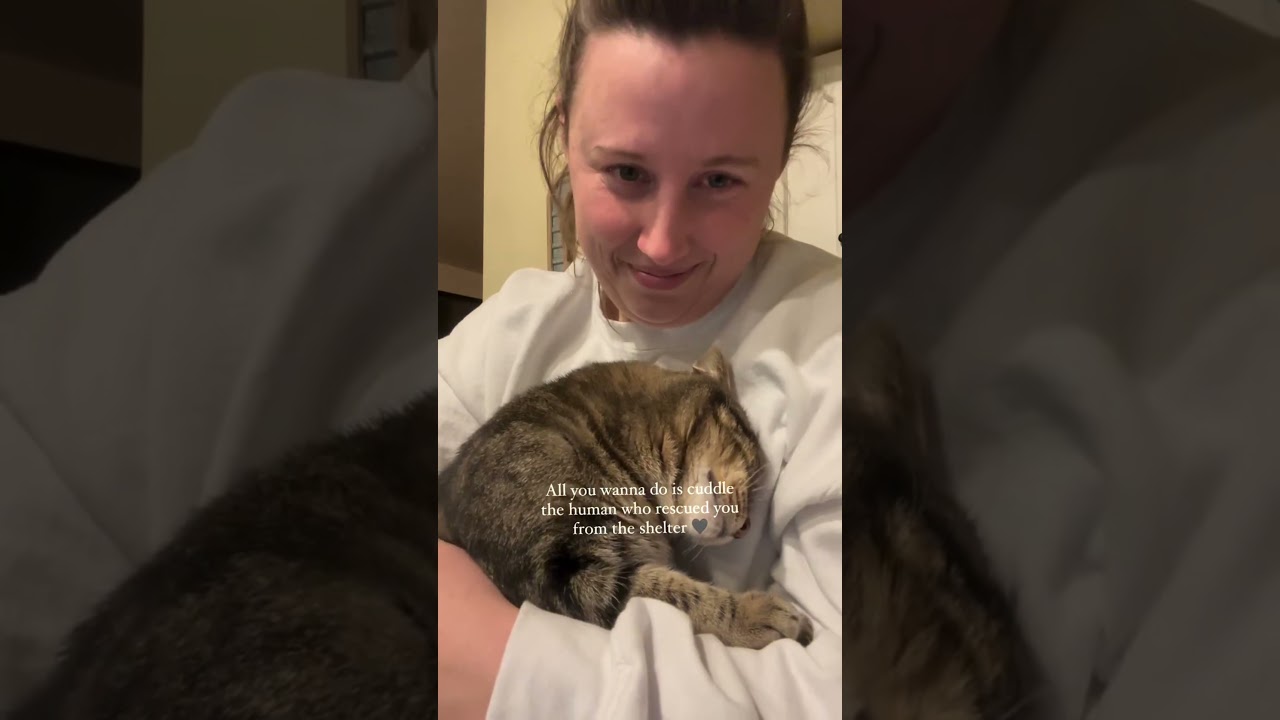 The Joy of Adopting a Senior Cat &ndash; A Love Like No Other! 🐾❤️