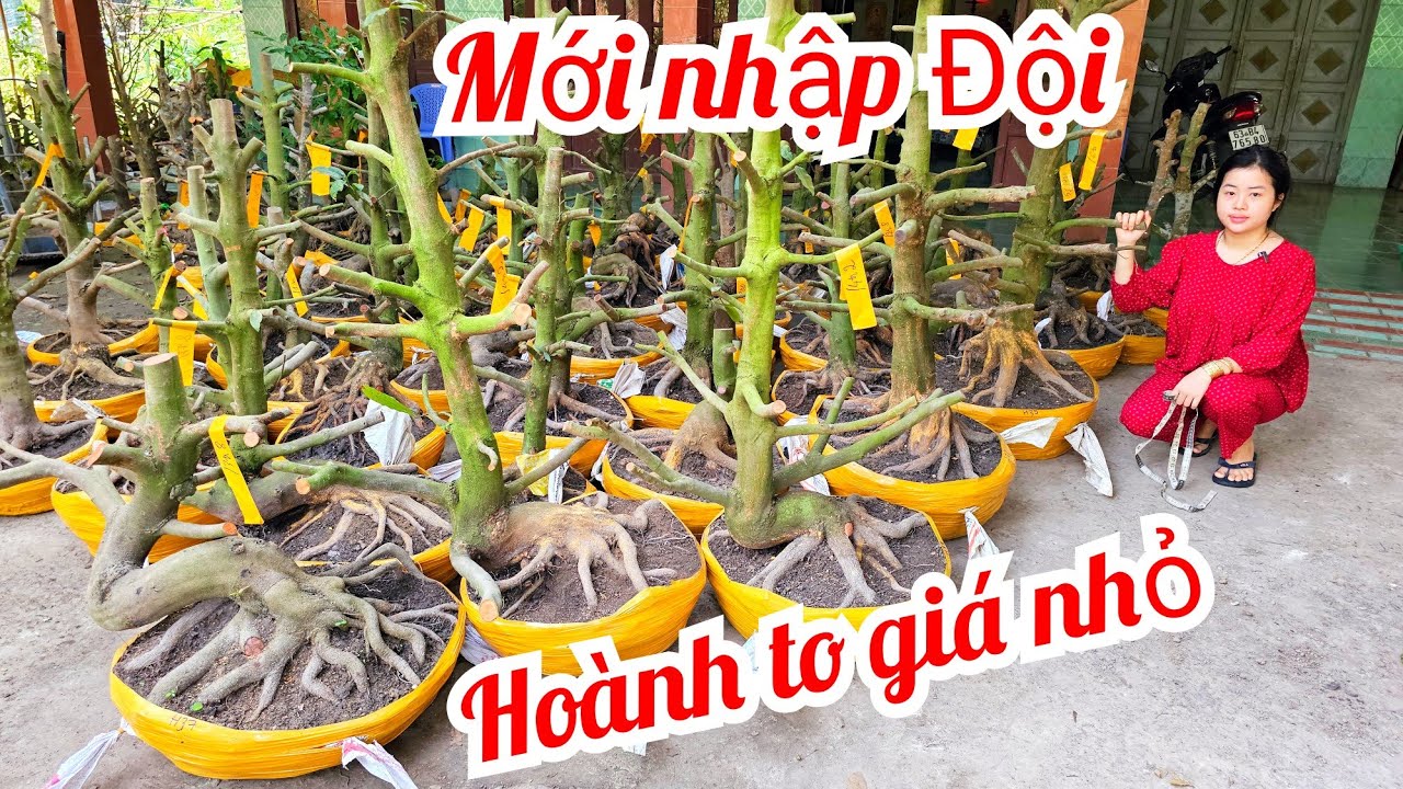 Em Như 📲 0386768133 mới nhập đội mai vàng hoành to giá rẻ 15/2 Chợ Gạo (@MaivàngQuêdừa)
