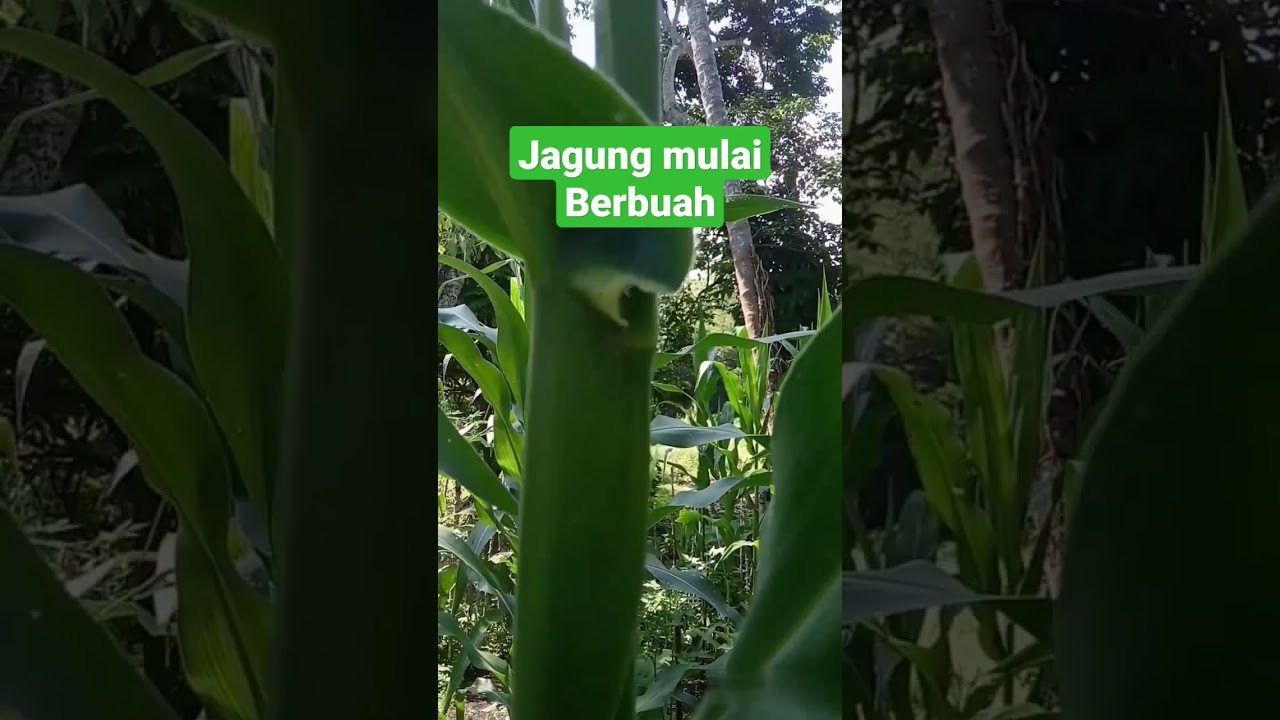 Jagung berbuah dan berbunga umur berapa