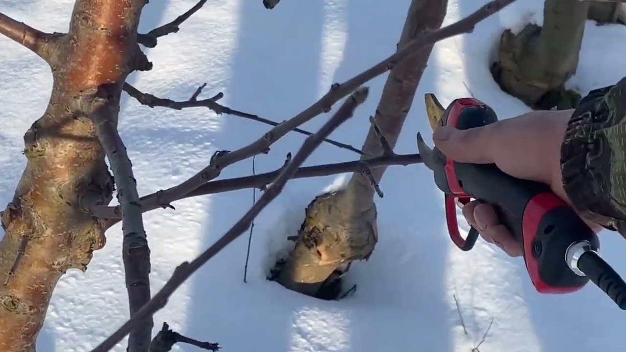 Обрізка яблуні на м 9 шестерічна і  двохрічна . Як правильно це зробити.