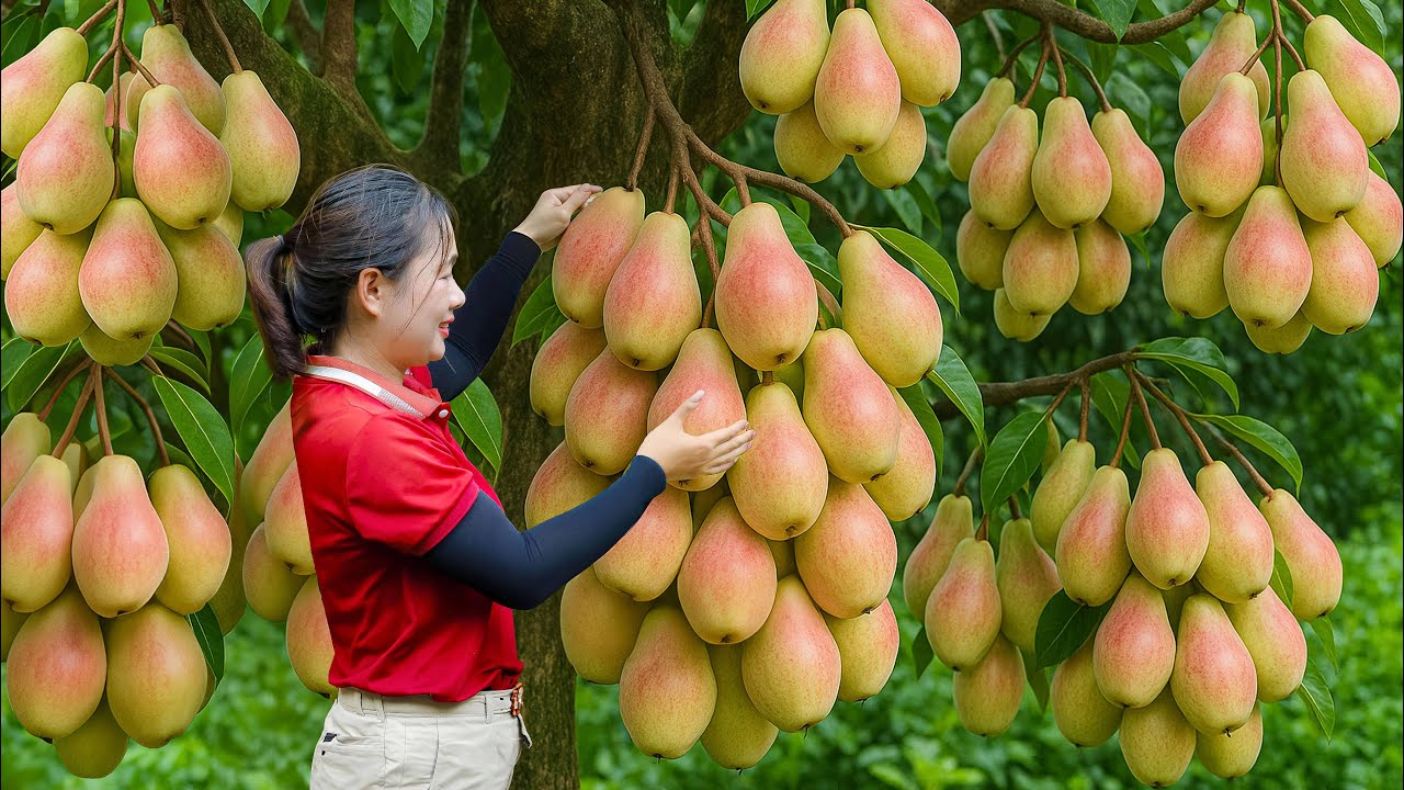 Harvesting Giant Torch Pear & Homemade Colorful Dumpling Recipe | Authentic Village Flavor