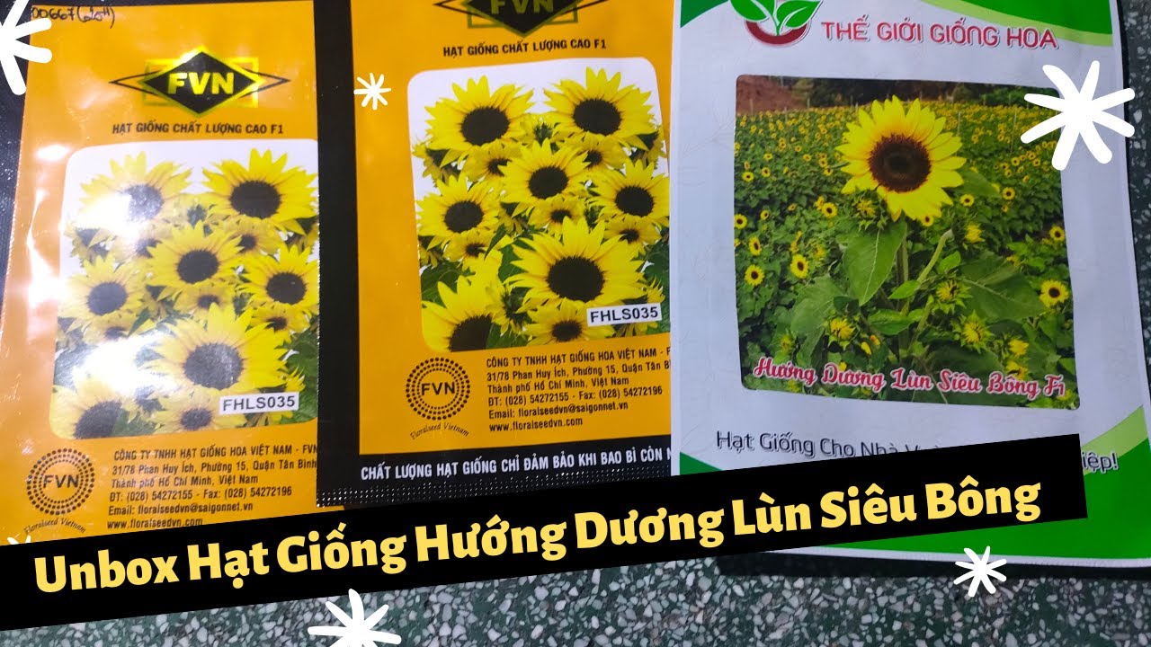 Unbox Hạt Giống Hướng Dương Lùn Siêu Bông (Thế Giới Hoa và FVN)