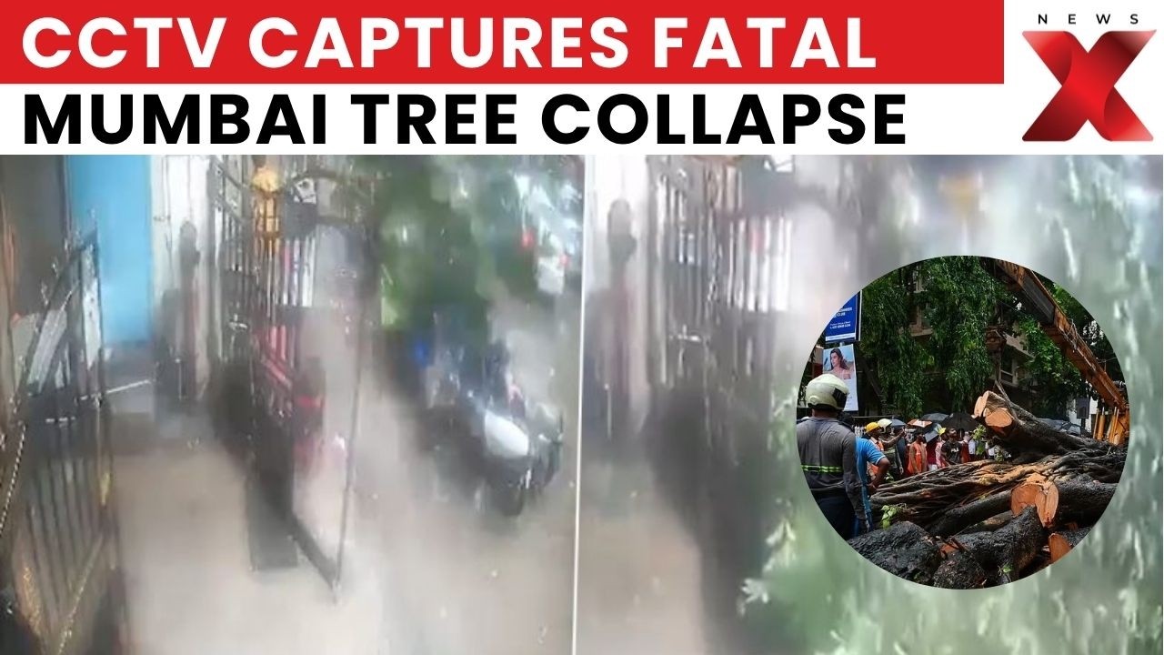 Mumbai Tree Fall Death: CCTV Captures Fatal Mumbai Tree Collapse; BMC Response Delay Sparks Outrage