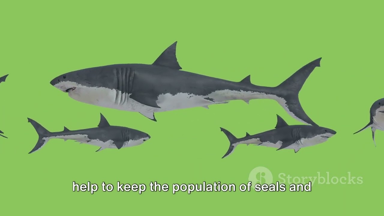 Shark Alley Adventure: Africa's Apex Predators of the Sea