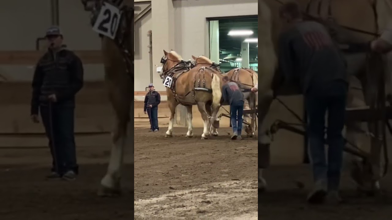 This team is so big. #horse #pulls #michiganstateuniversity #belgian #drafthorses
