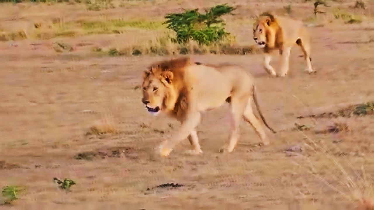 Acacia Male Lions Chasing Salas Male Lions | Lion Warfare | 26 November 2025