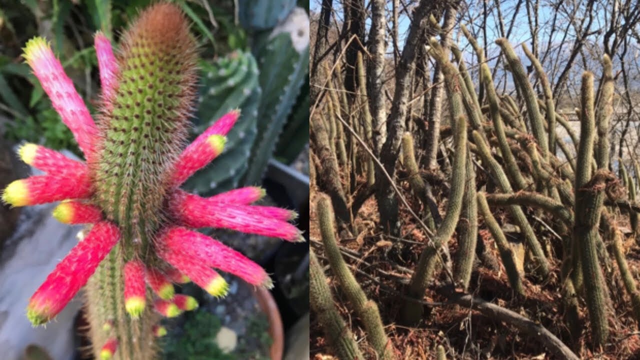 Conoce este BOSQUE de CLEISTOCACTUS | Cactus en hábitat Argentina