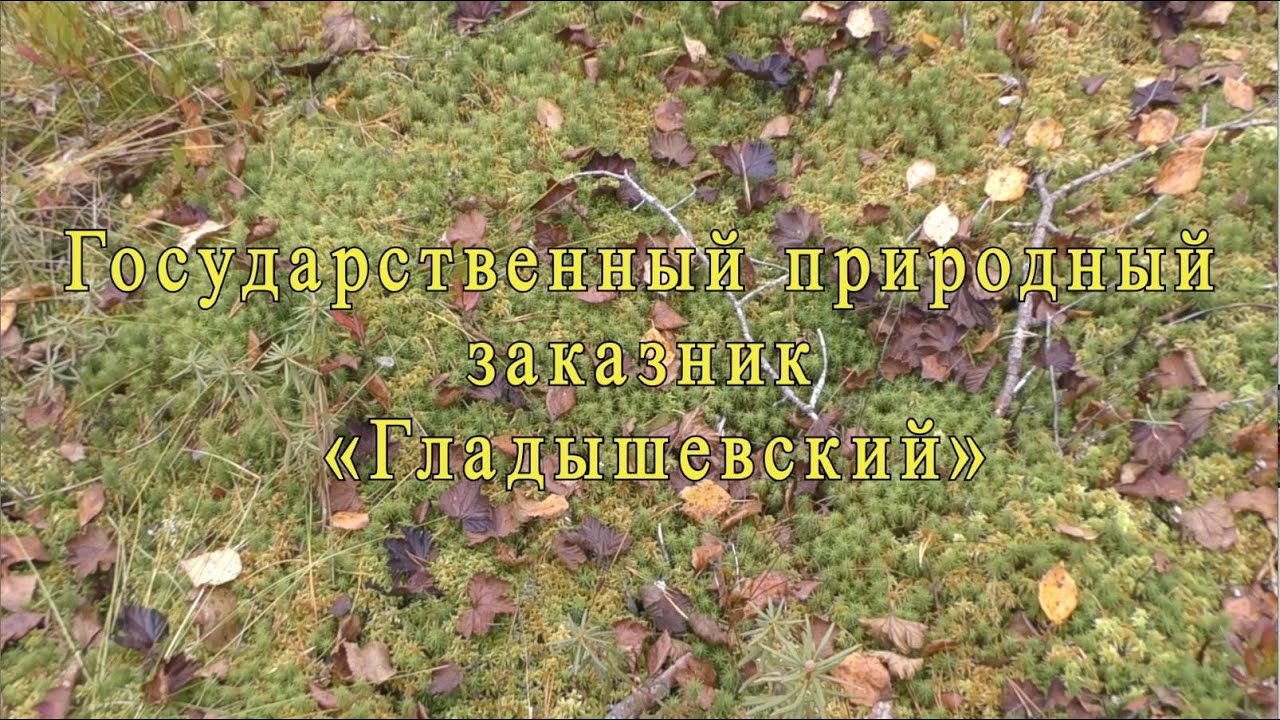 Государственный природный заказник &laquo;Гладышевский&raquo;