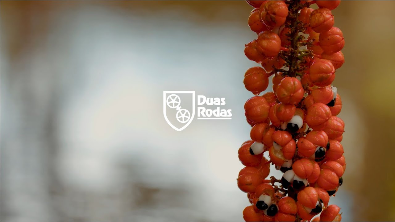 Discover the Power of Guaraná: Brazil’s treasure for the world