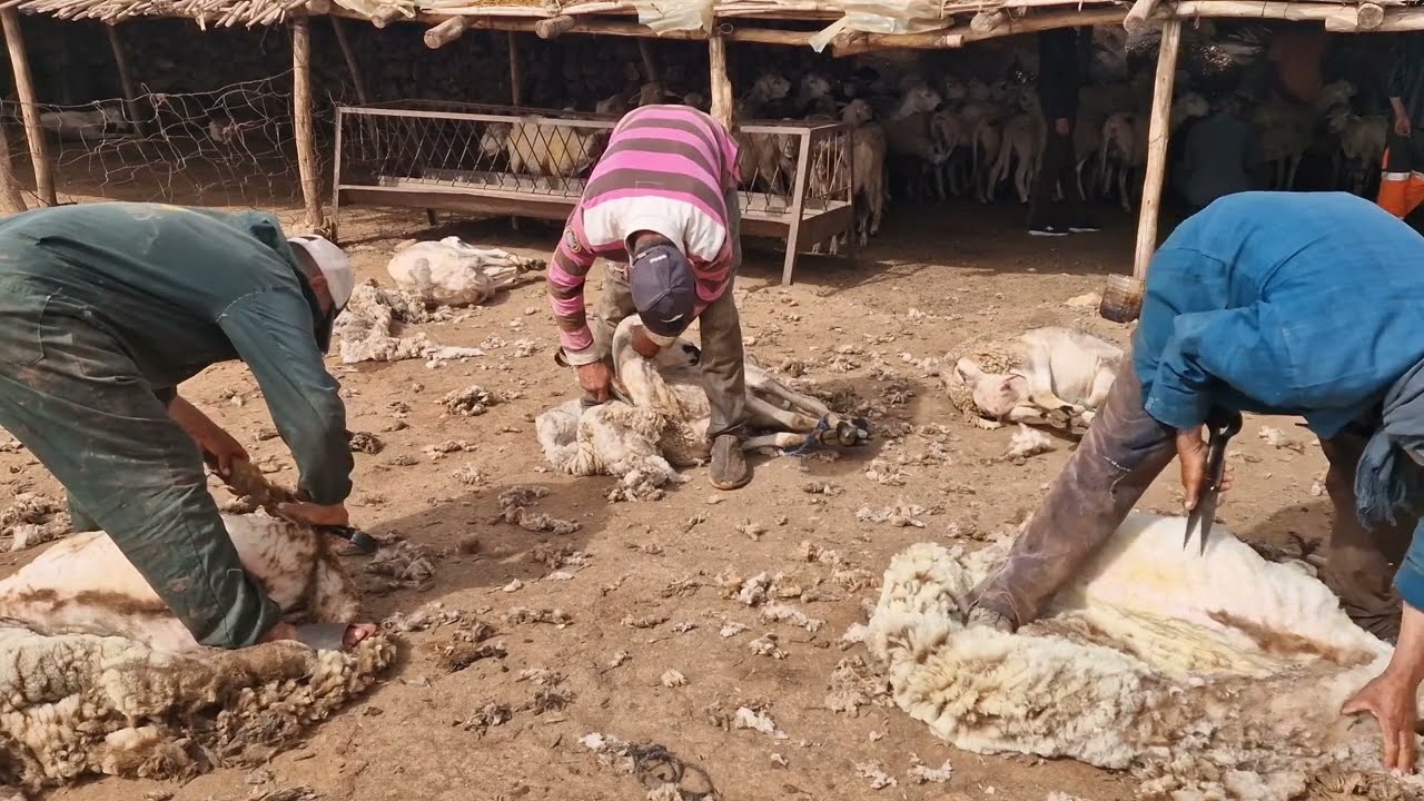 الدزازة ديال الغنم مع أغاني قديمة رائعة. يوم 2023/5/3