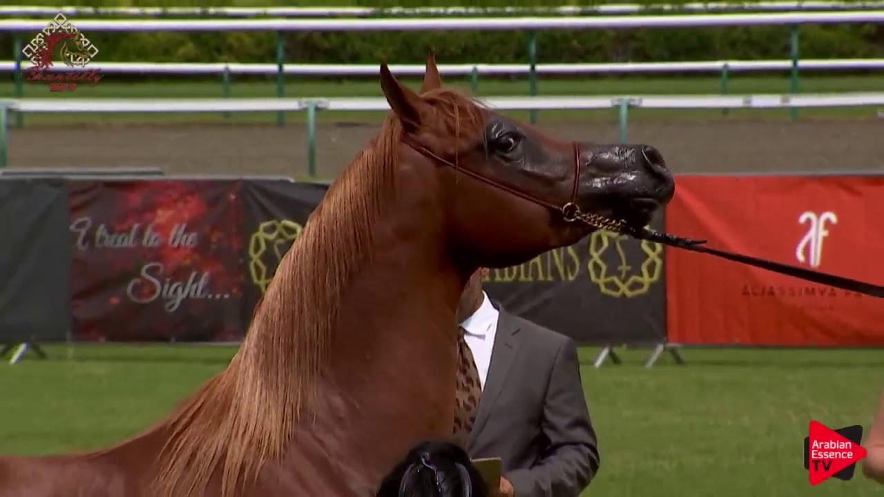 N.52 AJ SANAD - Chantilly 2019 AHO World Cup - 2-3 Years Old Colts (Class 7B)