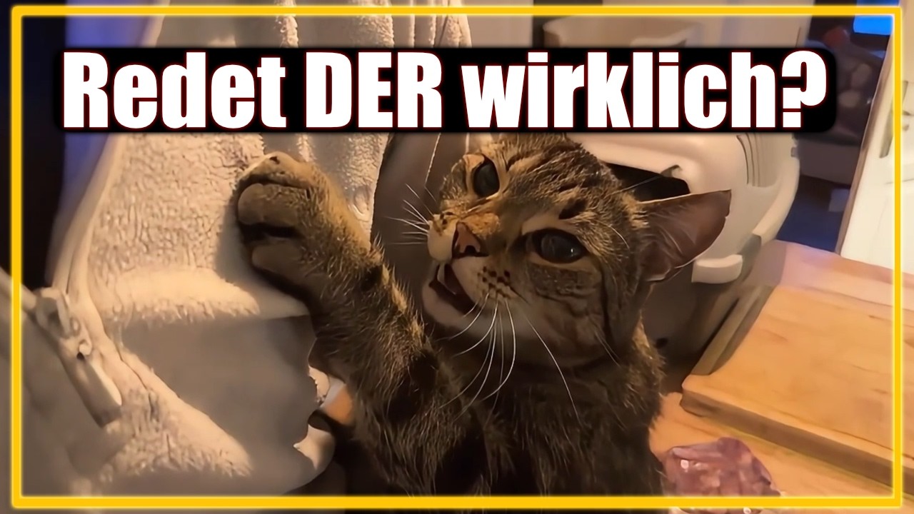 So rede ICH wirklich mit meinen Katzen 👈🙀
