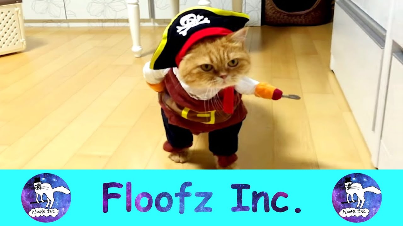 HILARIOUS CATS IN CLOTHES!