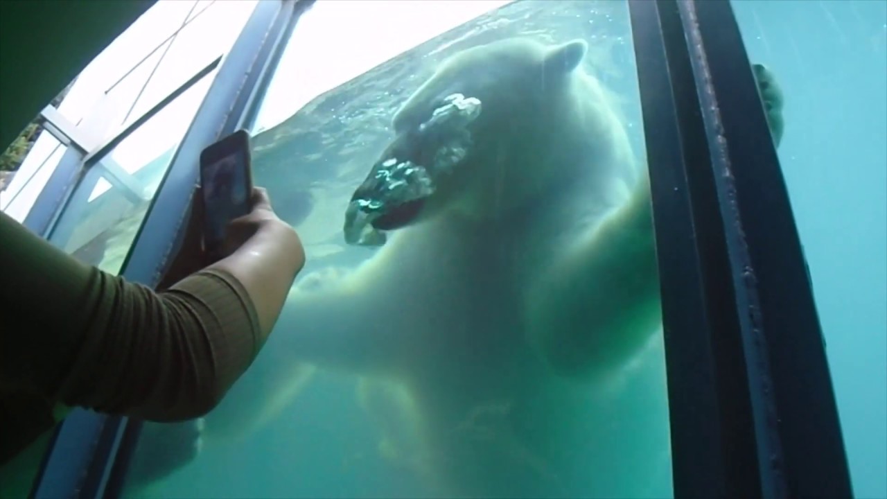 Polar Bears - Budapest zoo