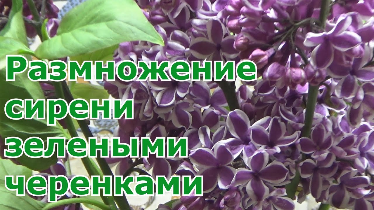 Положительный результат черенкования сирени декоративных сортов. Как размножить сортовую сирень.