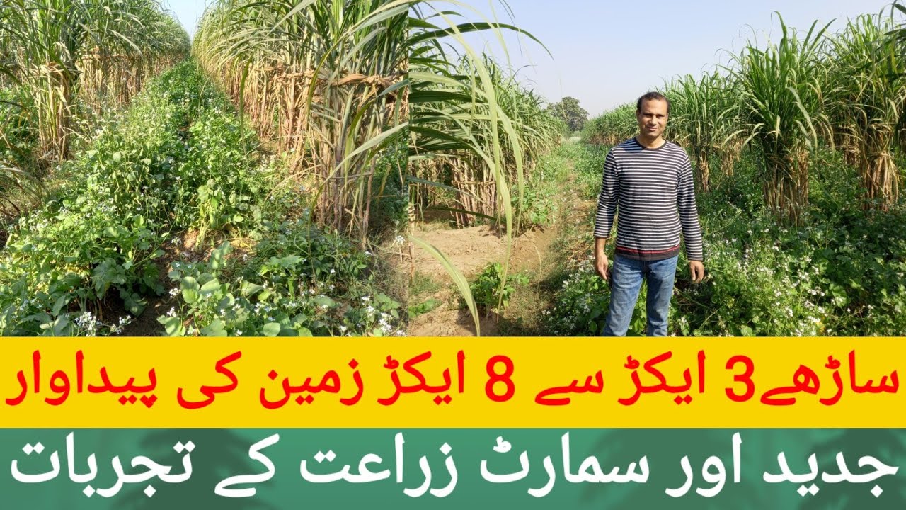 Smart Agriculture techniques in 4/1.R.A /زراعت کے جدید اور زیادہ فائدے مند طریقے