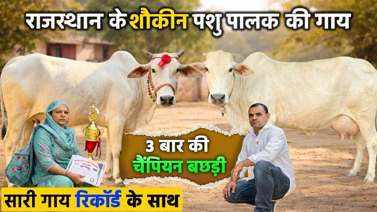 राजस्थान का शौकीन पशु पालक🙏 3 गाय बिकाऊ सारे रिकॉर्ड के साथ। Champion Cows for Sale with Full Record