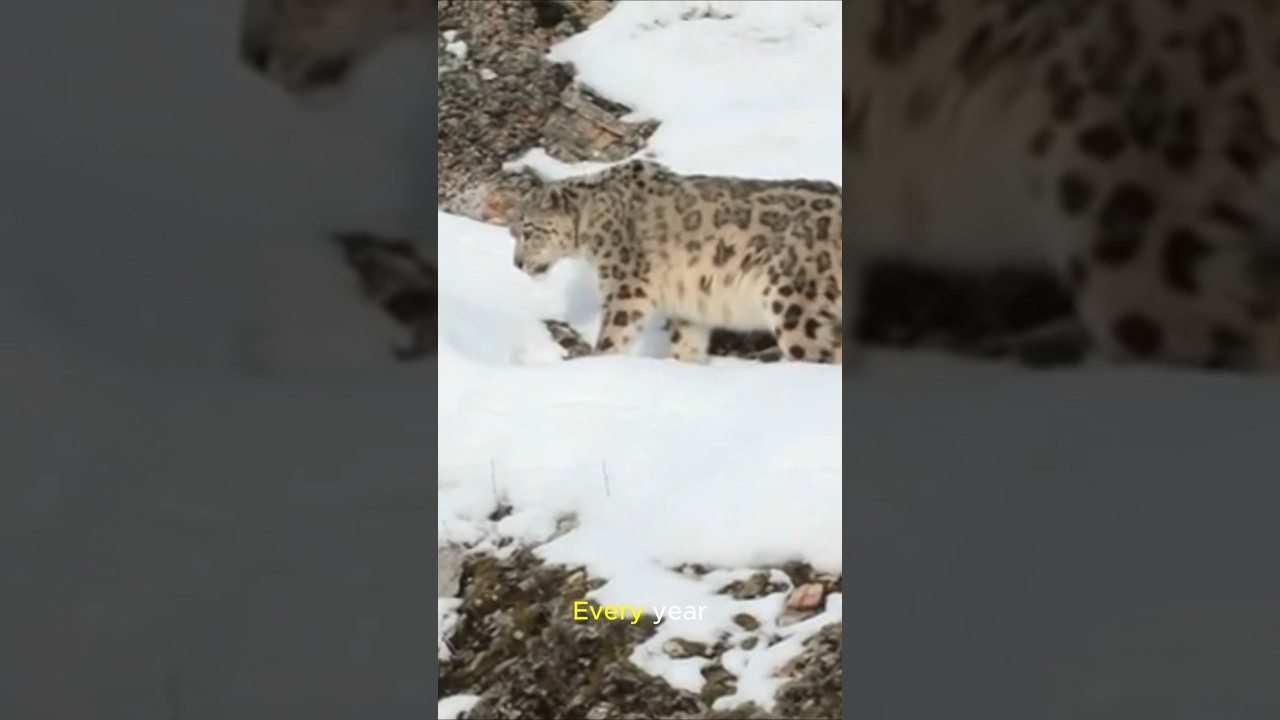 Saving the Rarest Species: Global Conservation Efforts to Protect Earth&rsquo;s Most Endangered Creatures