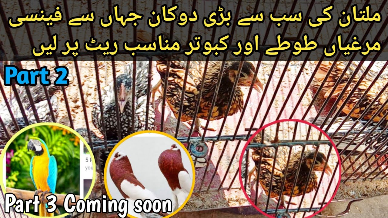 Birds Market in Multan||Jahan Dungy ka har Parinda milta ha ||PART2||