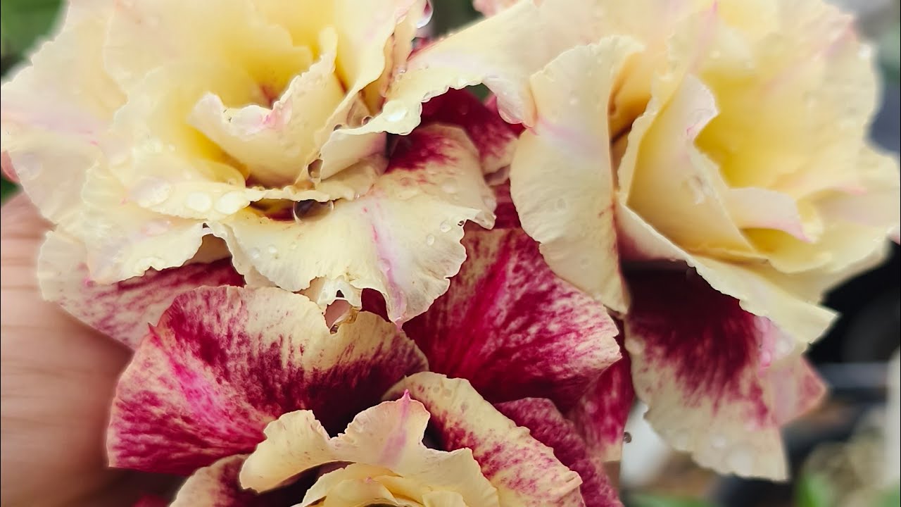 ROSA DO DESERTO CÚRCUMA, CARPE DIEM , ISA LIZA , HELÔ SUÇA , SÓ LUXO 🥰🥳🥰😍