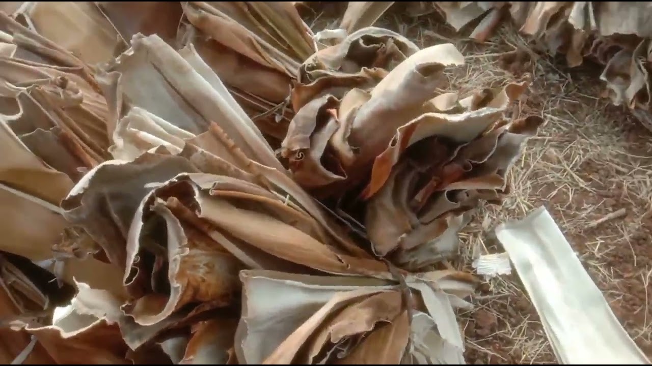 #Areca plates Raw material#Areca Leaves#supply all over India#wats up 7795227519