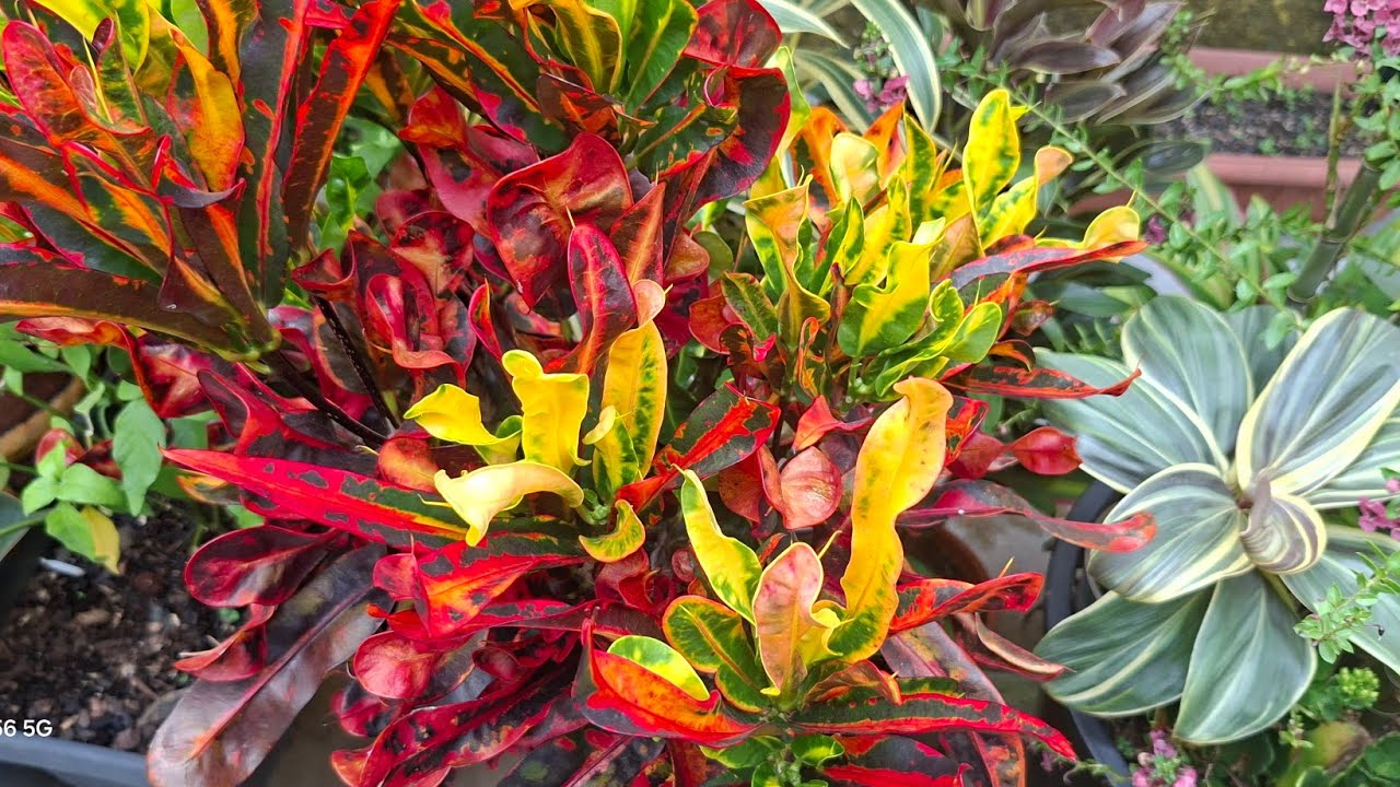 🌿 Plantas que Não Combinam com Meu Cultivo | Cuidado com as Espécies Invasivas