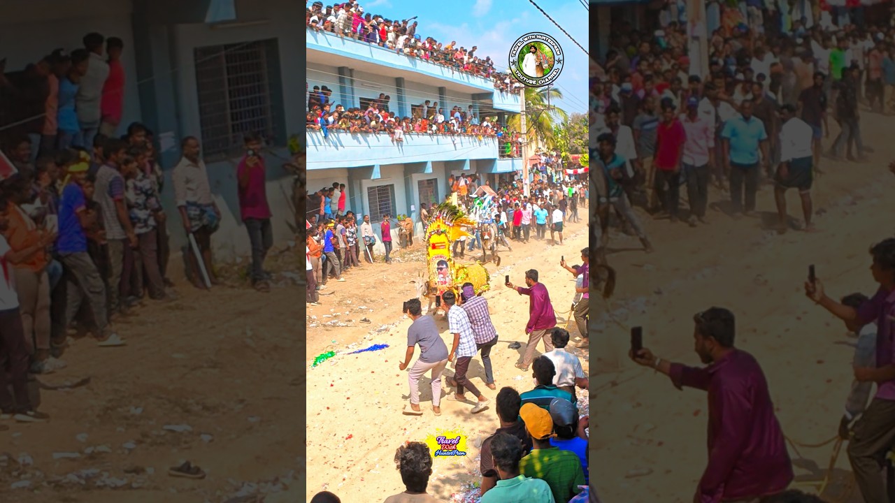 Chiru bull Running... #jallikattu #tdp #ytshorts #travelwithhunterprem