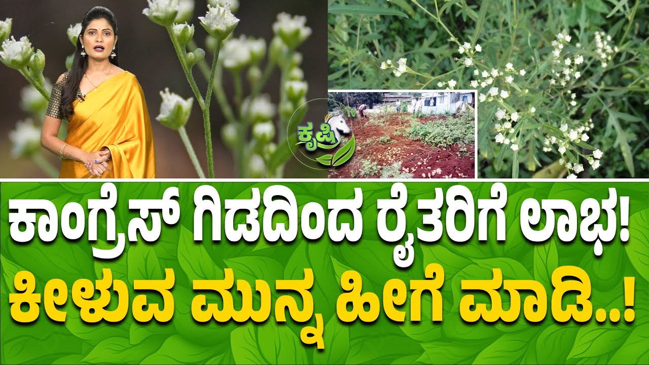 ಕಾಂಗ್ರೆಸ್‌ ಗಿಡದಿಂದ ರೈತರಿಗೆ ಲಾಭ! ಕೀಳುವ ಮುನ್ನ ಹೀಗೆ ಮಾಡಿ ! Parthenium hysterophorus-Congress grass Uses