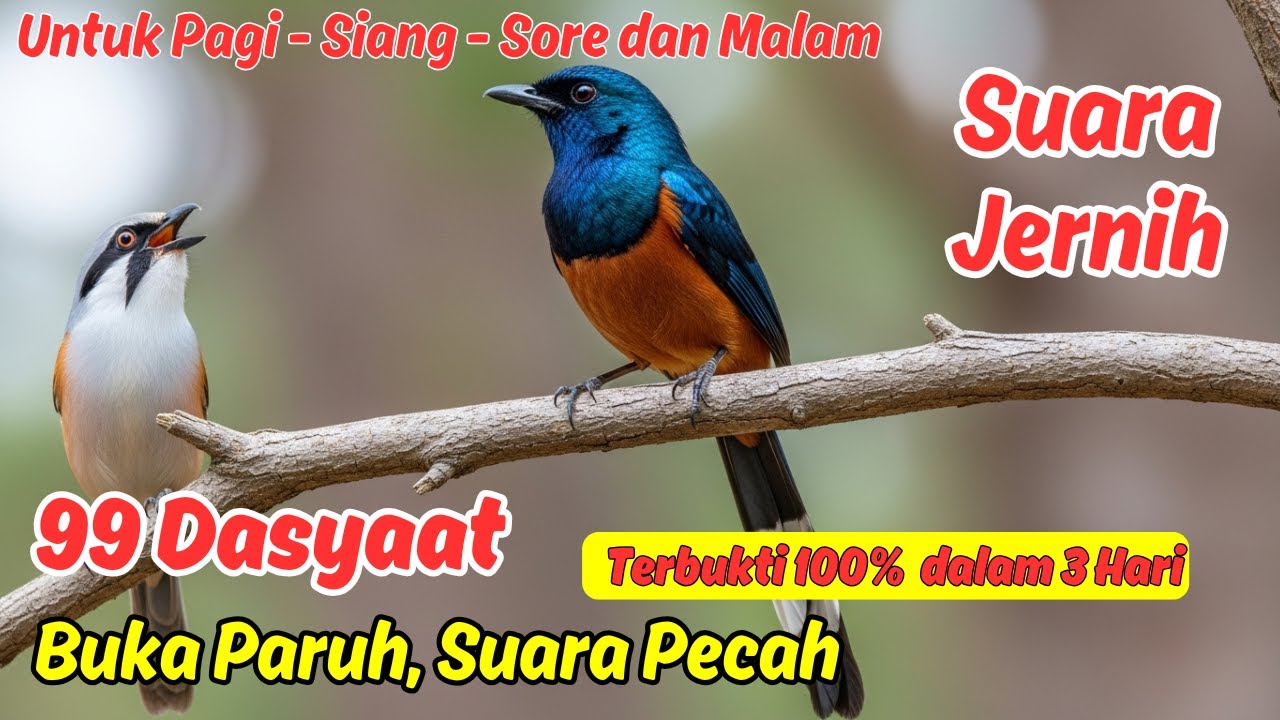 Masteran Murai Batu Tembakan, Cepat Nyamber dan Gacor