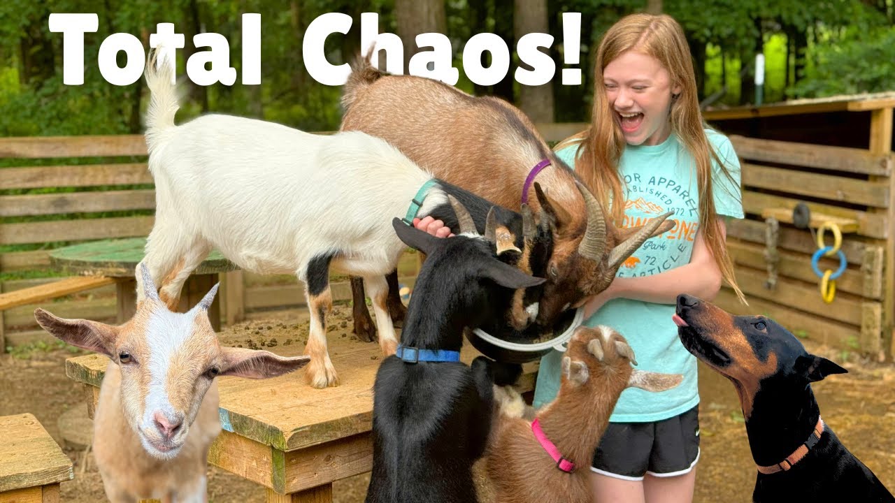 BUSY days on the FARM with 50+ ANIMALS!