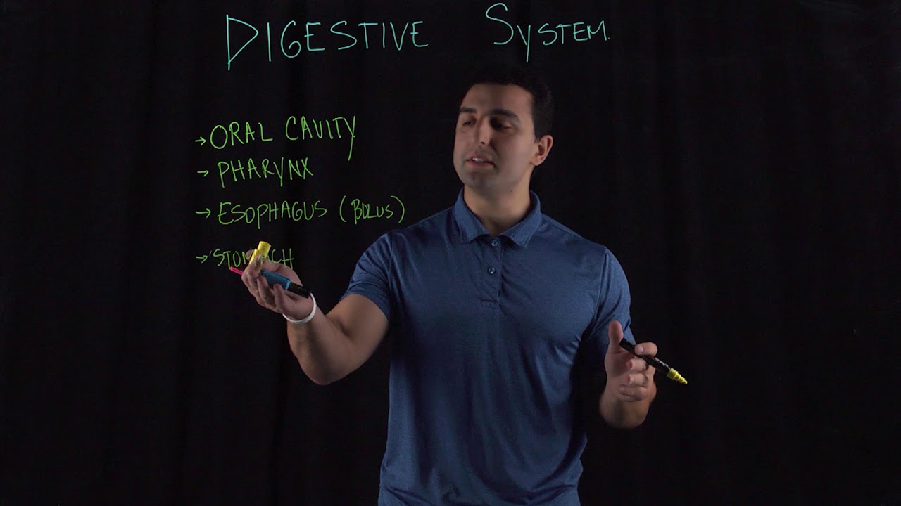 Components of the Digestive System