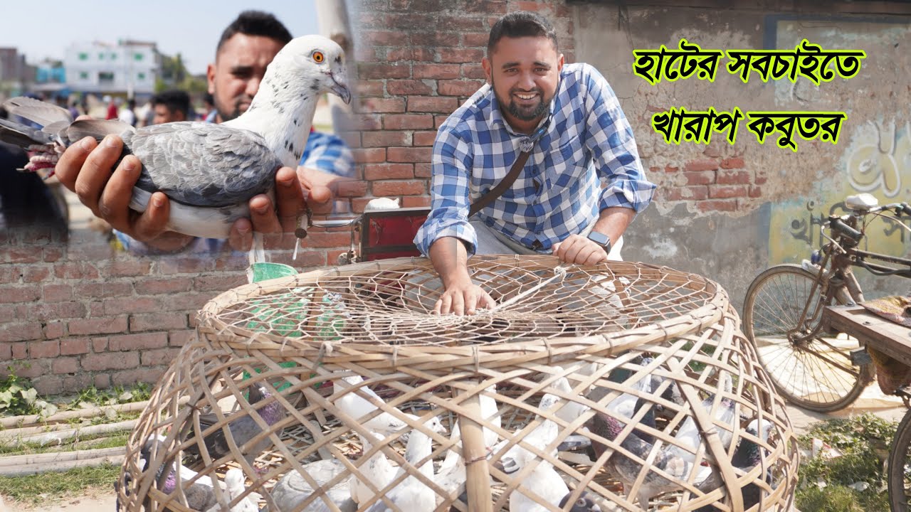 ২৫০০ টাকা কেজি কবুতর কাটাখালি কবুতরের হাট
