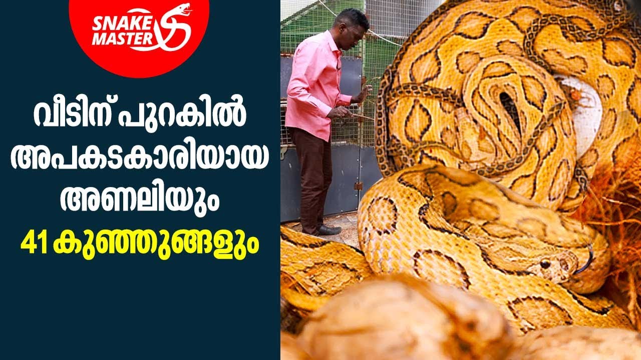 വീടിന് പുറകിൽ അണലി പ്രസവിച്ചു, 41 കുഞ്ഞുങ്ങൾ | Vava Suresh | Snakemaster EP 854