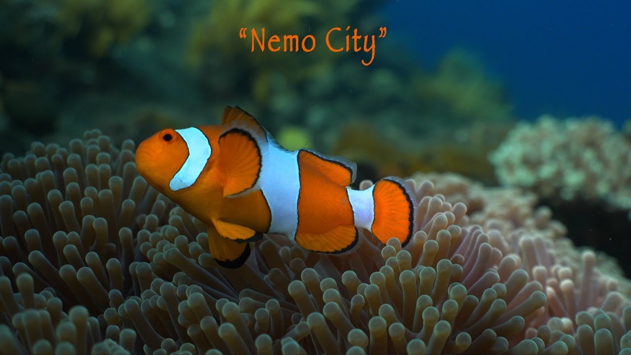 Frolicking Through Nemo’s Field of Anemones at “Coral Garden” Dive Site Tulamben, Bali