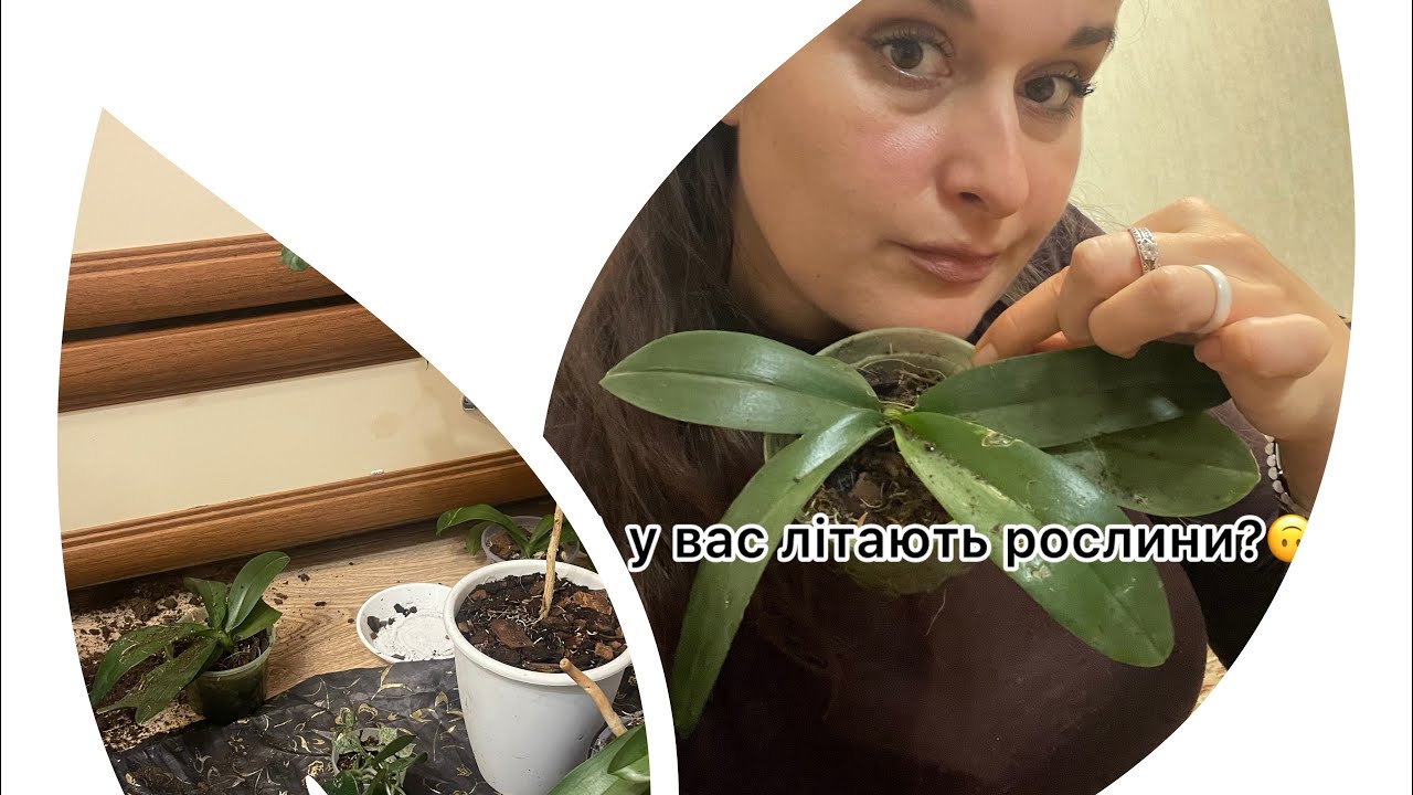 Екстрена посадка рослин🍃🙈 Впала полиця з орхідеями🌺🤪 #посадка #рослини_політали