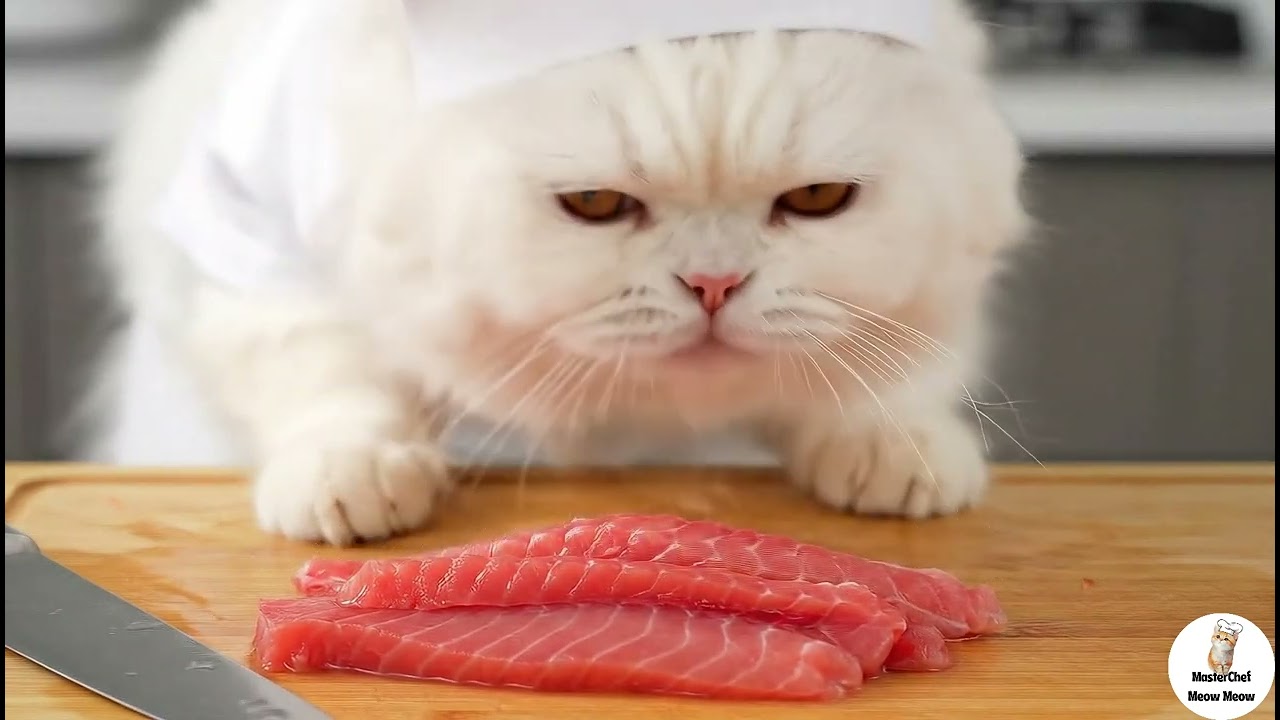 Chef Cat Goes Fishing and Makes Realistic Sushi Rolls | Cat Cooking