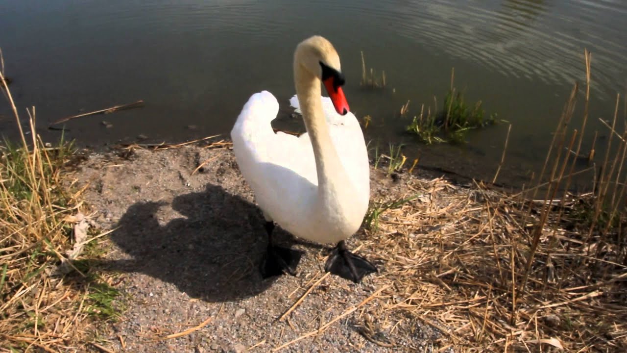 Kiukkuinen kyhmyjoutsen - Angry Swan