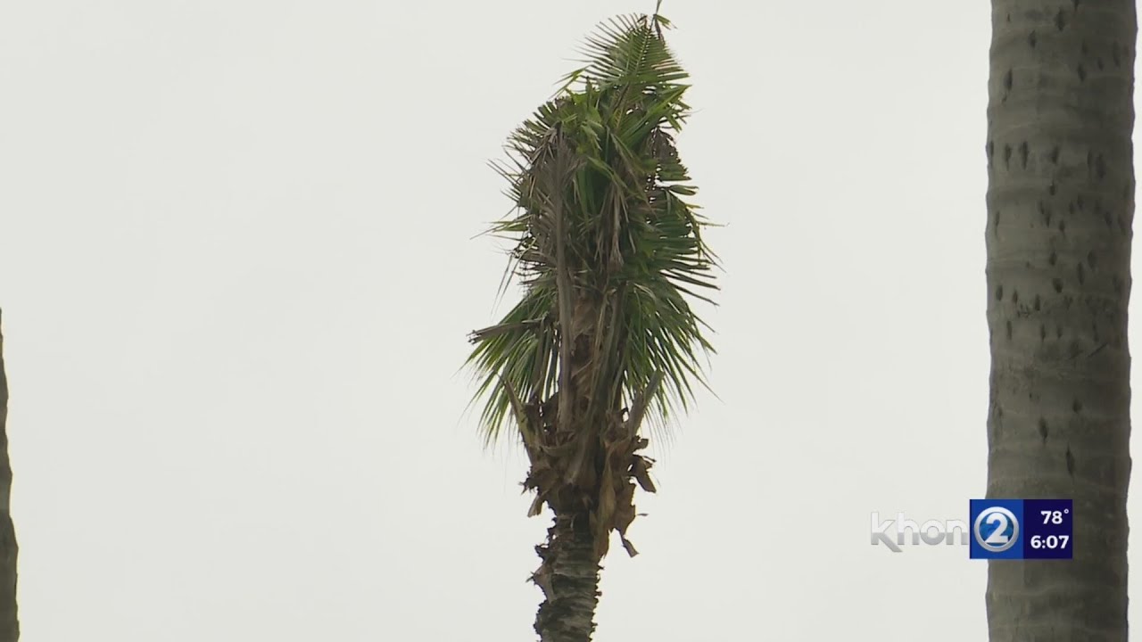 Invasive beetles eating more than just Hawaii's palm trees
