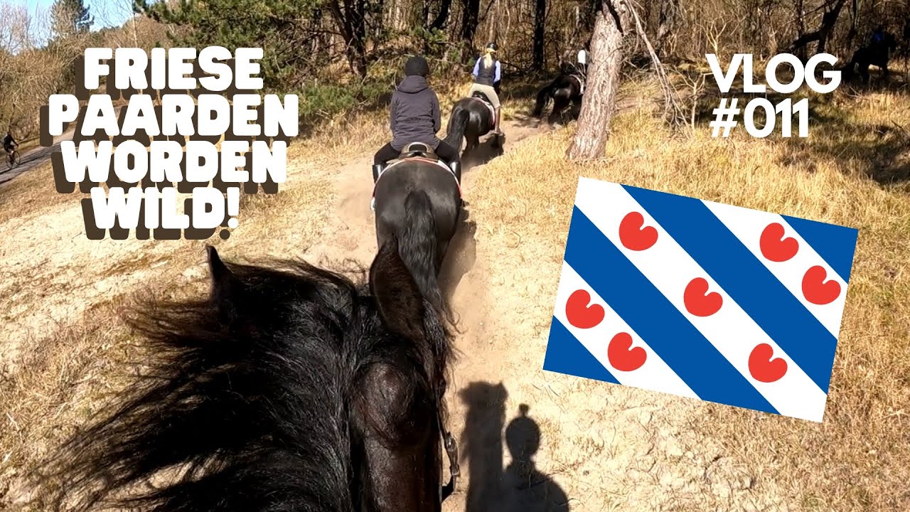 Buitenrit met Friese Paarden! | VLOG #011