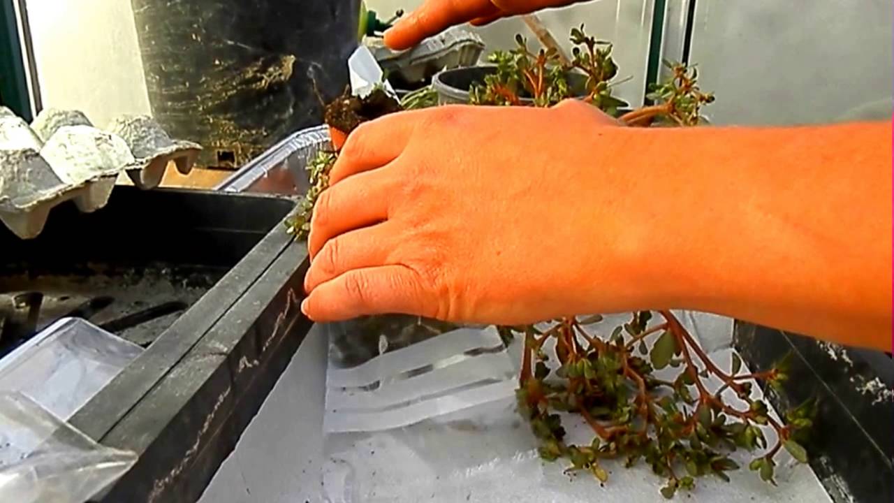 How to grow purslane, how to collect seeds from purslane, free food