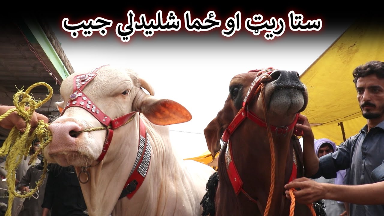 Aam Olas: Ep # (1809) | ستا ريټ او ځما شليدلي جيب