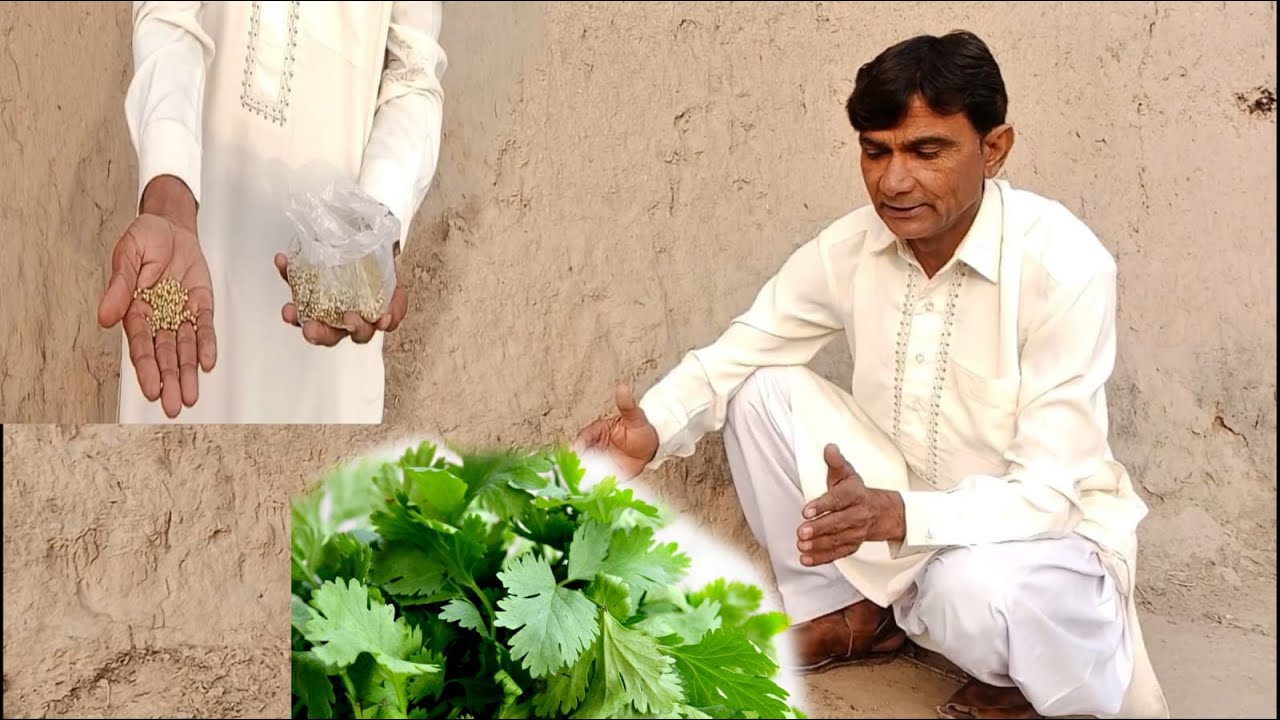 Dhania Ghar men kaisy ugayen(Kitchen gardening) how to grow coriander at home 