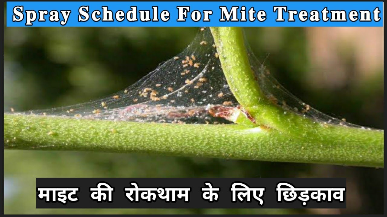 Mite Treatment in Orchard | माइट की रोकथाम| Himalayan Farming | Live Update