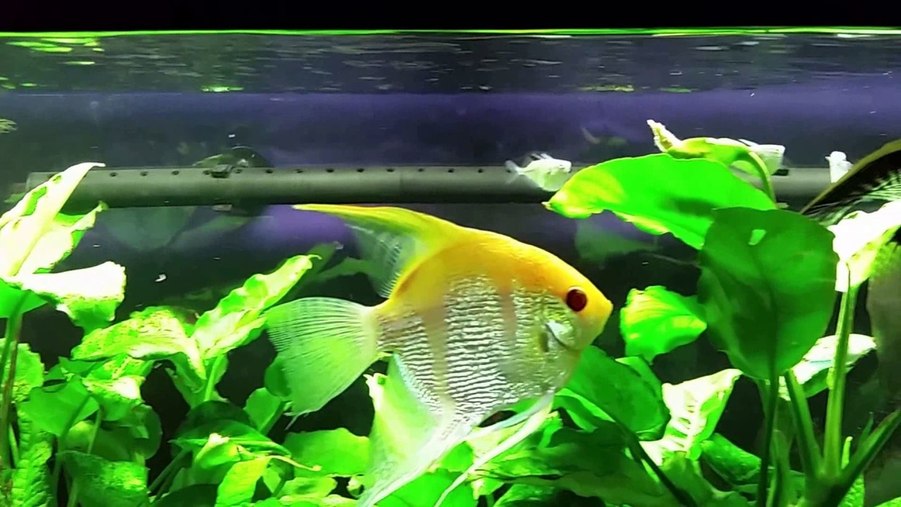 Silver Hatchetfish In My Angelfish Tank