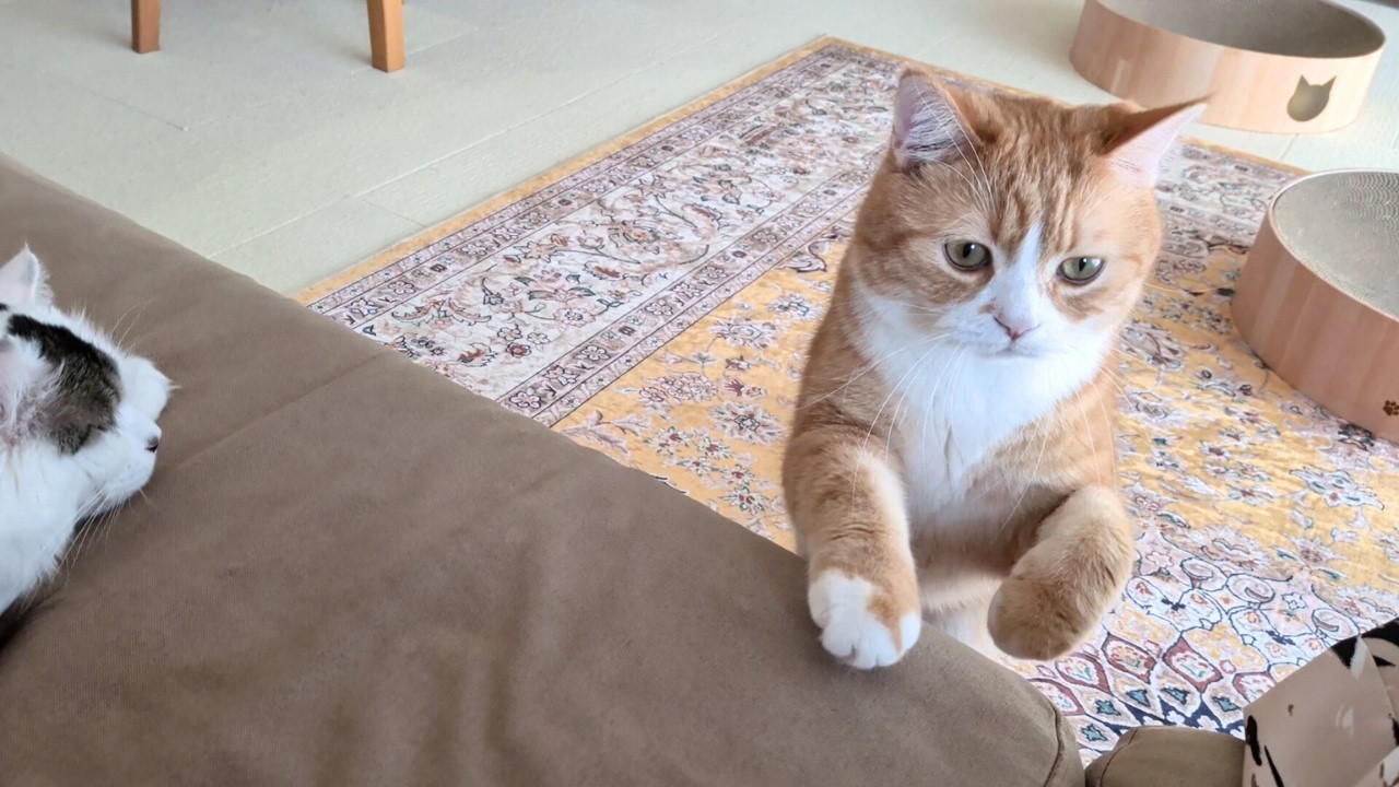 おいで、おさじ。