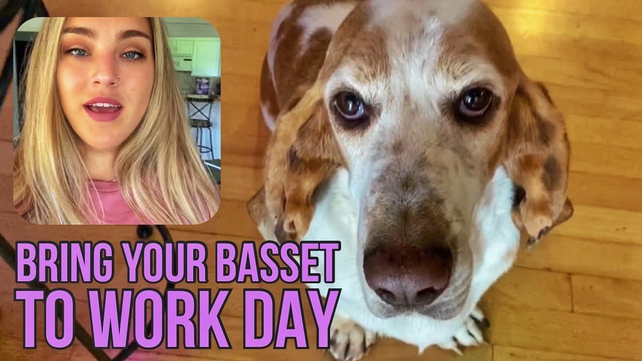 Taking my Basset Hound to Work!