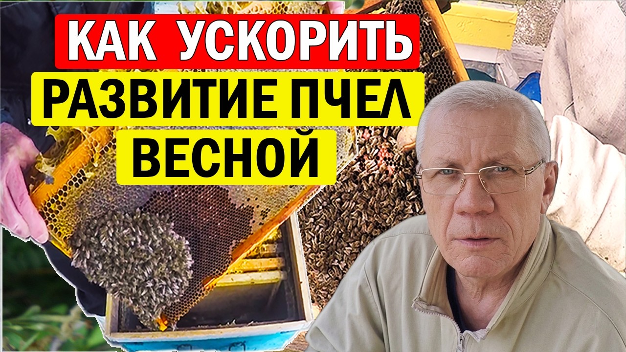 Как Быстро Стартовать пчел весной на пасеке? Ускоренное весеннее развитие пчел.