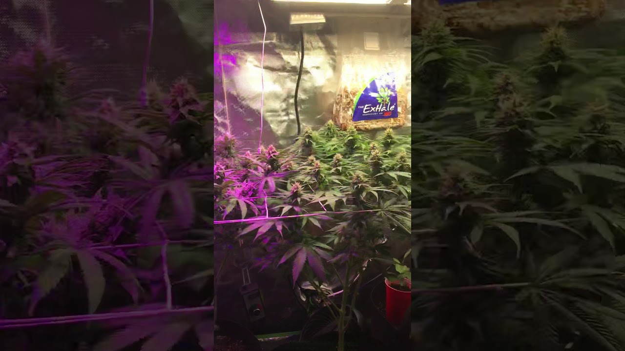 2 x 4 Grow tent day 30 flower