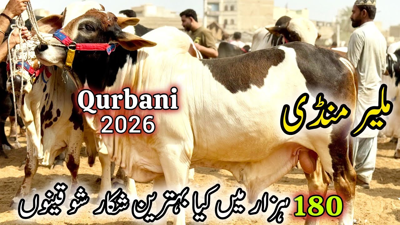 Malir Mandi Karachi Latest Rates Update | 10 February 2026 | Qurbani Season 2026. 