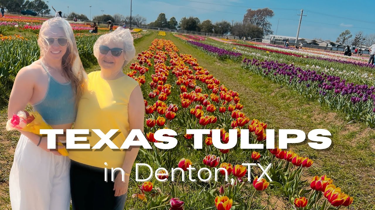 Visit Texas Tulips in Denton Texas! 